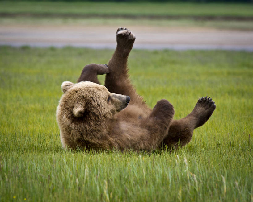无人,躺,横图,室外,白天,野生动物,熊,尼泊尔,美国,亚洲,首都,草,放松,翻滚,摄影,南亚,加德满都,尼泊尔王国,加都,德满都,无忧无虑,棕熊,仰卧,彩图