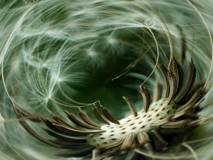 无人,横图,特写,风,蒲公英,意大利,绿色背景,自然,摄影,脆弱,清新,彩图,影棚拍摄