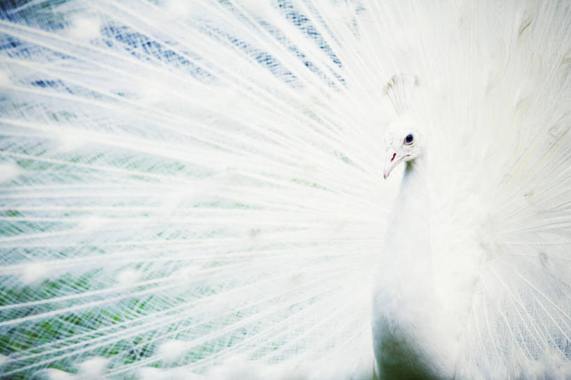 无人,公园,横图,室外,特写,白天,孔雀,野生动物,印度尼西亚,鸟类,摄影,散开,彩图,巴厘