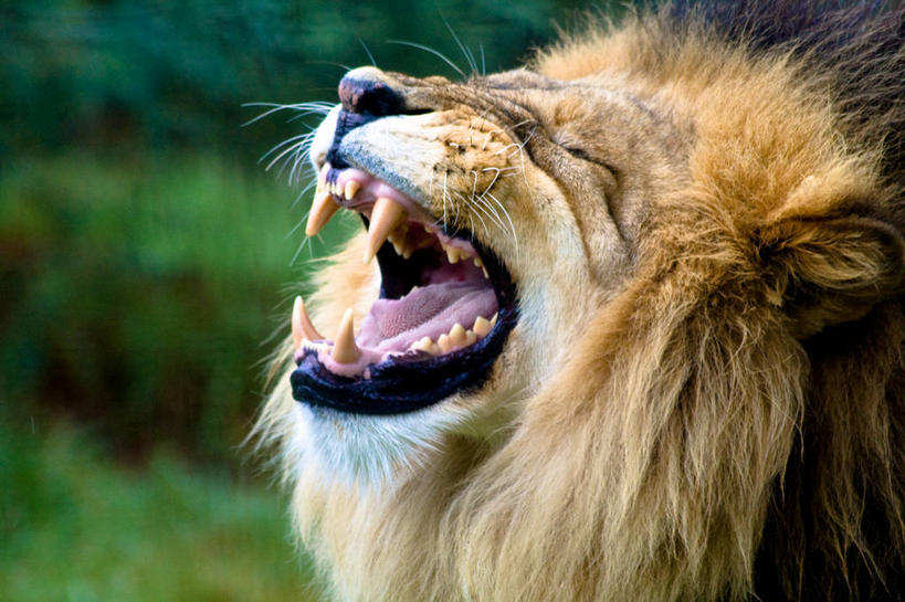 无人,动物园,横图,室外,特写,白天,侧面,野生动物,狮子,澳大利亚,咆哮,张嘴,摄影,张大嘴巴,鬃毛,张开嘴,彩图