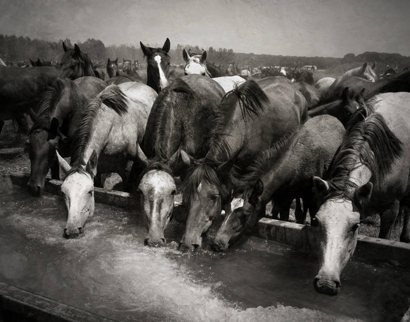 无人,站,横图,黑白,室外,白天,马,野生动物,西班牙,一群,许多,喝,水槽,很多,摄影