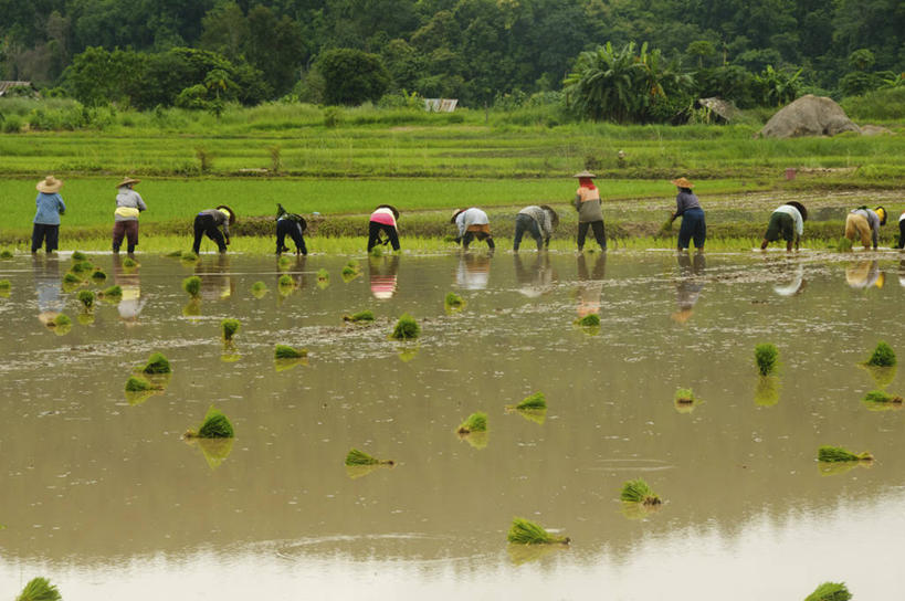 成年人,横图,室外,白天,团队,农业,美景,泰国,亚洲,一排,弯腰,种植,整齐,工作,反射,稻田,景观,许多人,休闲装,树,排列,背面,自然,一群人,景色,摄影,东南亚,生长,队列,自然风光,努力,泰国文化,泰王国,湄宏顺府,夜丰颂府,男人,女人,彩图