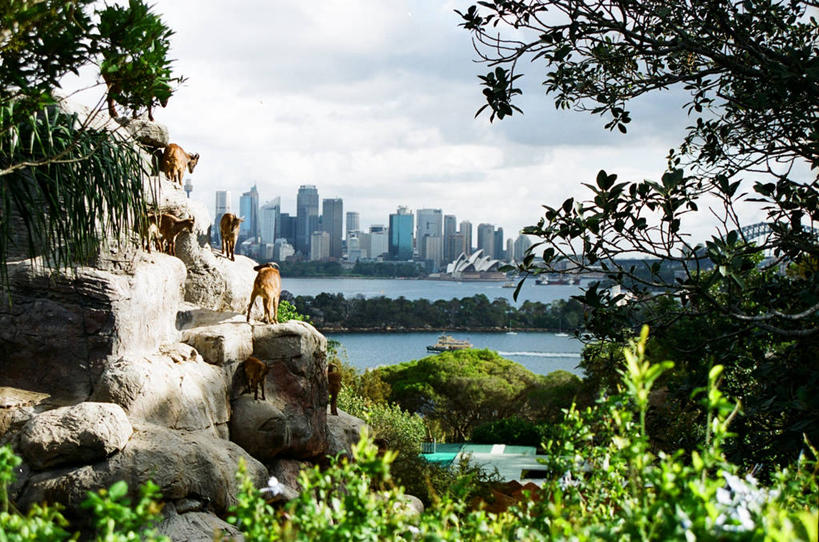 无人,横图,室外,白天,植物,城市,澳大利亚,云,摄影,岩层,悉尼,岩石,山羊,彩图