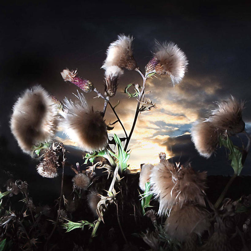 无人,方图,室外,运动模糊,风,英国,云,茎,花,天空,自然,蓟,摄影,脆弱,清新,逆光,因弗内斯,彩图