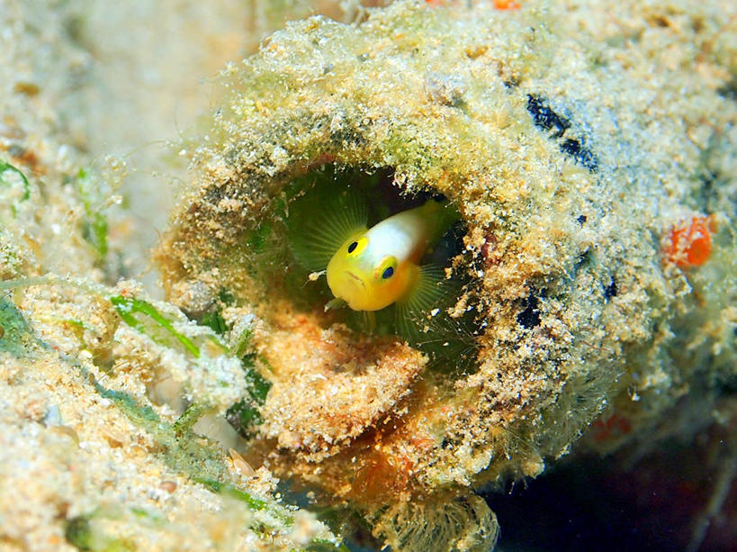 无人,横图,室外,白天,水下,海洋,热带鱼,野生动物,日本,珊瑚,摄影,冲绳县,热带气候,彩图