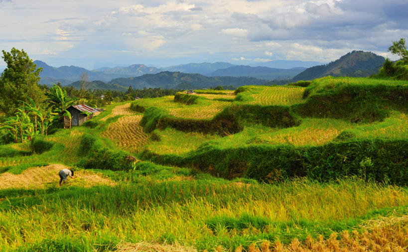 一个人,横图,室外,白天,农业,山,印度尼西亚,稻田,地平线,地形,田地,云,辽阔,地面,树,天空,自然,广阔,摄影,生长,宁静,一望无际,延伸,天地相交,苏门答腊岛,无边无际,一马平川,彩图