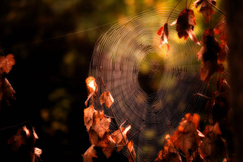 无人,横图,室外,叶子,日光,美国,蜘蛛网,黎明,花,摄影,脆弱,早晨,秋天,彩图