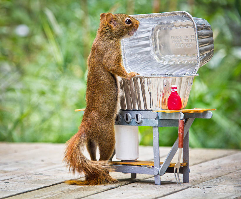 无人,站,横图,室外,白天,烧烤,野生动物,加拿大,木制,叉,番茄酱,瓶子,松鼠,摄影,新斯科舍,彩图