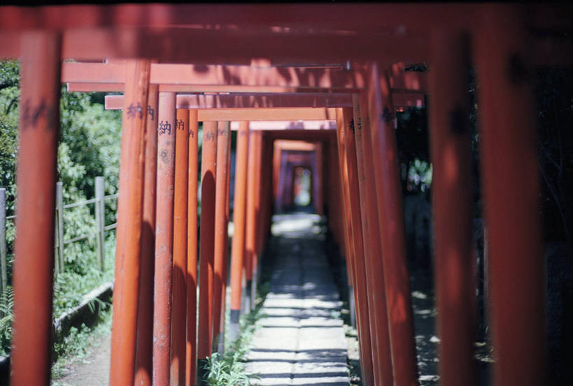 无人,横图,室外,白天,建筑,京都,日光,日本,亚洲,一排,日本文化,整齐,木制,鸟居,排列,红色,摄影,宗教,京都府,神殿,队列,东亚,本州,本州岛,日本国,近畿地方,近畿,京都市,伏见稻荷大社,伏见区,彩图