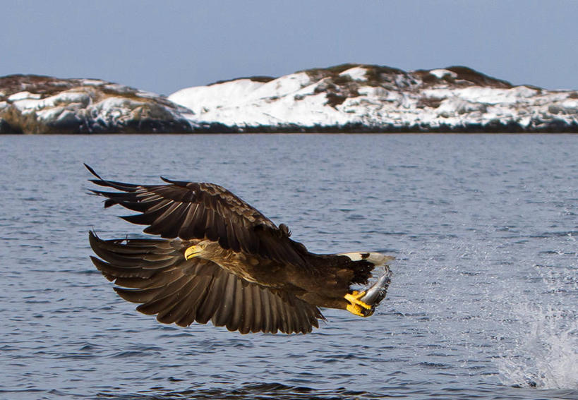 无人,横图,室外,白天,海洋,山,野生动物,鹰,挪威,溅,鸟类,捕食,半空,飞,鱼类,自然,动物,两只,摄影,接,万里无云,白尾鹰,彩图
