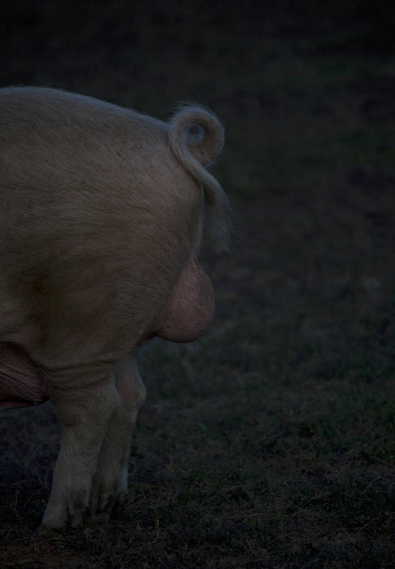 睾丸,无人,竖图,室外,特写,白天,野生动物,猪,澳大利亚,尾巴,摄影,彩图