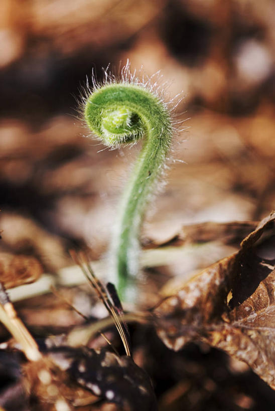 无人,竖图,室外,白天,叶子,美国,环绕,缠绕,蕨菜,自然,摄影,生长,蕨类,脆弱,纠缠,干的,阿拉巴马州,开端,彩图,卷须