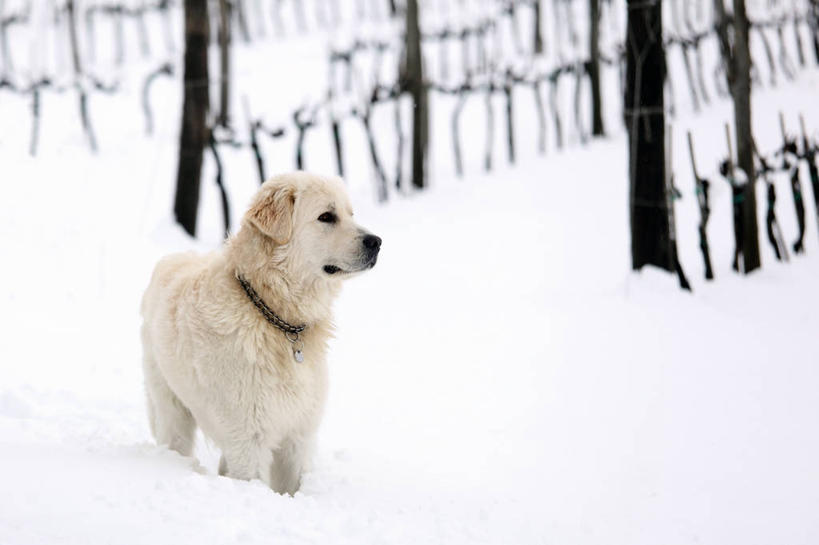 无人,横图,室外,白天,雪,宠物,狗,意大利,冰,冬天,自然,家畜,摄影,彩图