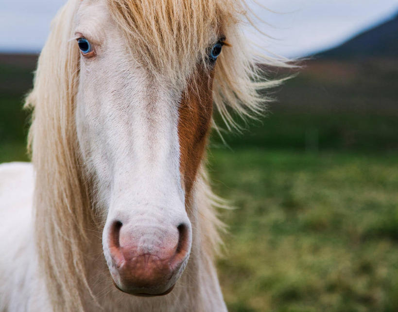 无人,农场,横图,室外,特写,白天,正面,马,野生动物,动物,摄影,牲畜,小马,彩图