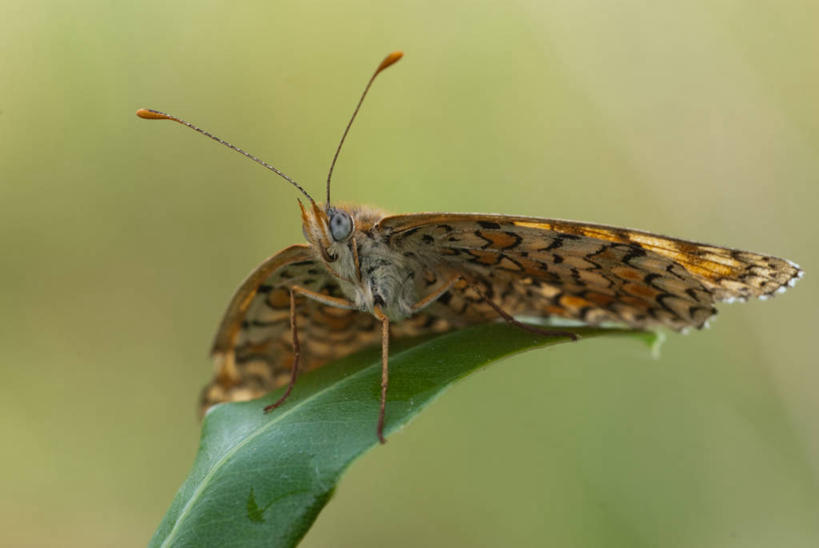 无人,横图,室外,特写,白天,正面,野生动物,蝴蝶,叶子,西班牙,昆虫,自然,摄影,塔拉戈纳省,彩图