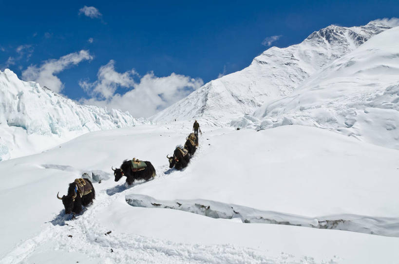 一个人,横图,室外,白天,山,雪山,野生动物,亚洲,四只,云,天空,自然,寒冷,摄影,珠穆朗玛峰,野牛,牦牛,彩图,冰隙