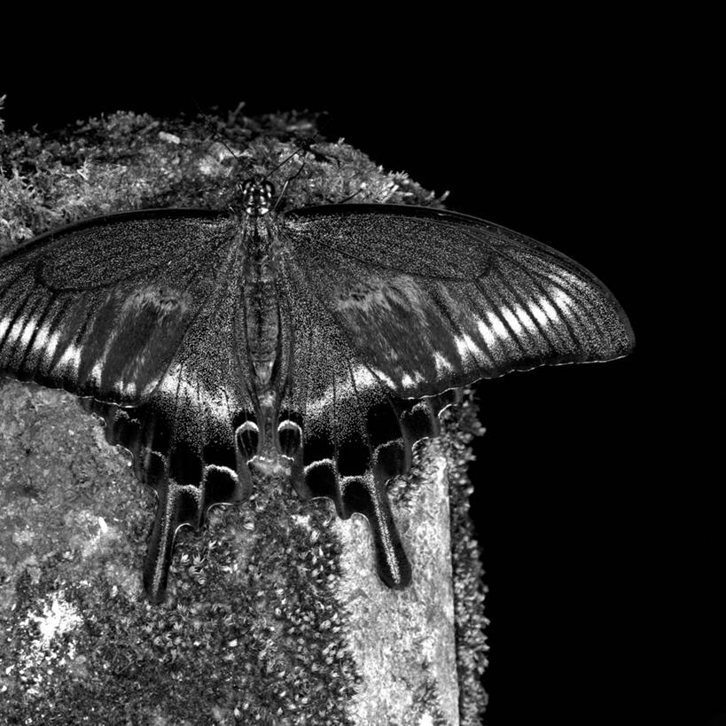 无人,方图,特写,野生动物,东京,日本,黑色背景,昆虫,首都,摄影,凤尾蝶,彩图,影棚拍摄