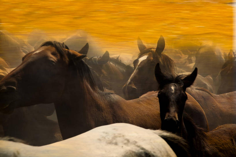 无人,跑,横图,室外,马,野生动物,西班牙,一群,许多,很多,黄昏,摄影,安达路西亚,彩图,多纳纳国家公园