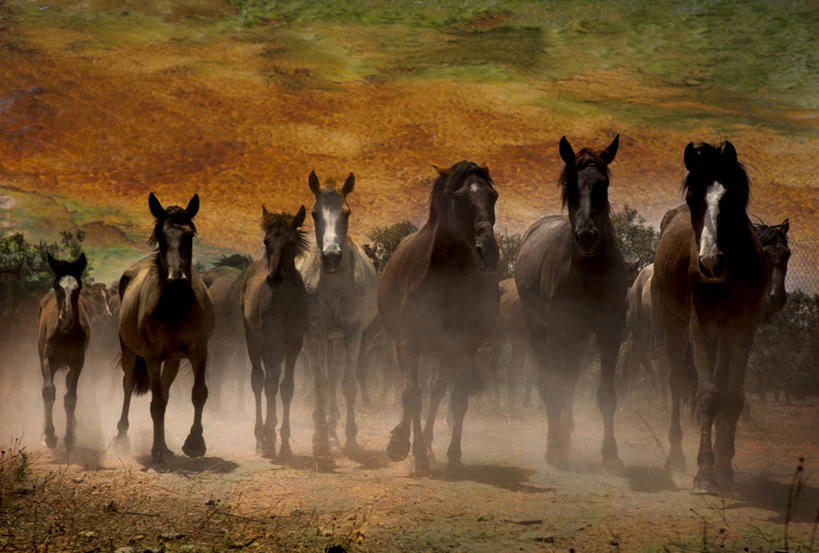 无人,跑,横图,室外,马,野生动物,西班牙,一群,许多,很多,天空,黄昏,摄影,安达路西亚,彩图,多纳纳国家公园