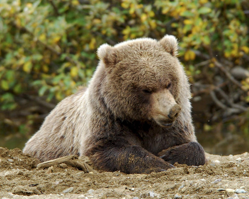 无人,坐,横图,室外,特写,白天,野生动物,尼泊尔,美国,亚洲,沙子,首都,摄影,挖掘,南亚,加德满都,尼泊尔王国,加都,德满都,海滩,棕熊,彩图