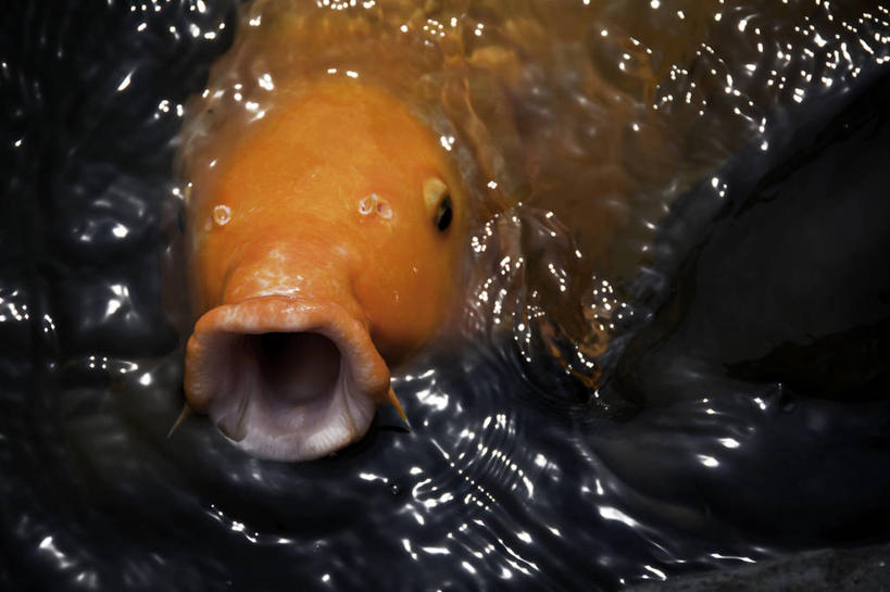 无人,横图,室外,特写,白天,锦鲤,日本,波纹,鱼类,动物,张嘴,摄影,张大嘴巴,张开嘴,彩图