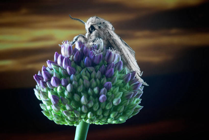 无人,横图,室外,特写,白天,野生动物,蝴蝶,西班牙,盛开,花蕾,花,花瓣,花朵,鲜花,一朵,天空,花苞,花蕊,摄影,生长,塔拉戈纳省,彩图