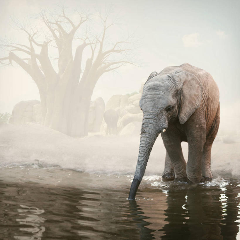 无人,方图,室外,白天,湖,雪,雾,野生动物,西班牙,涉水,湿,反射,冬天,自然,寒冷,摄影,象,彩图