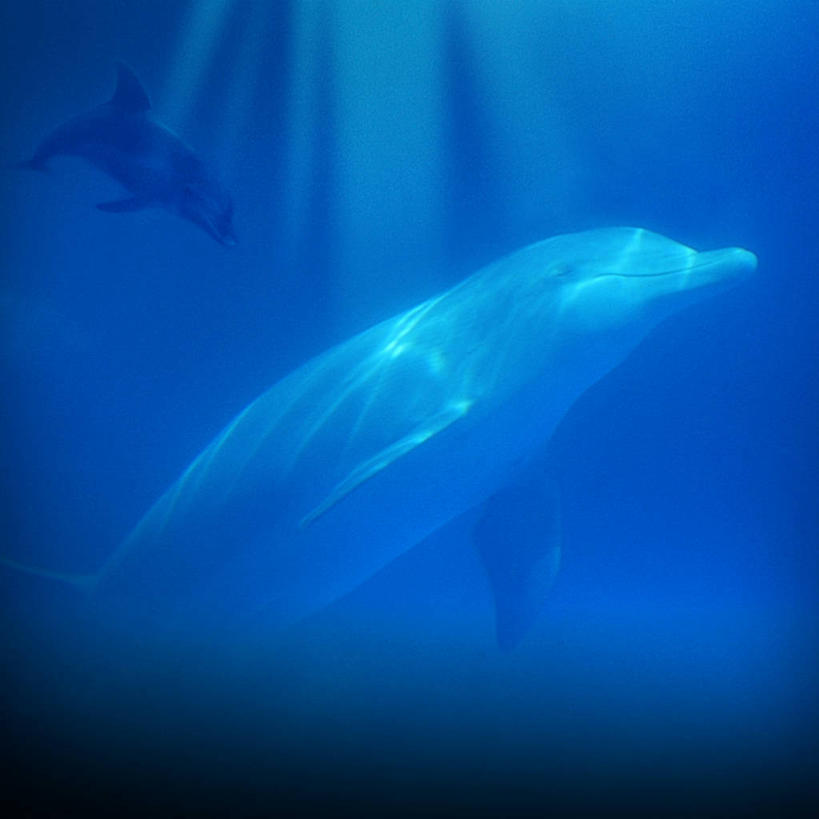 游泳,无人,方图,水下,哺乳动物,海豚,野生动物,西班牙,三只,水族馆,蓝色,动物,摄影,彩图