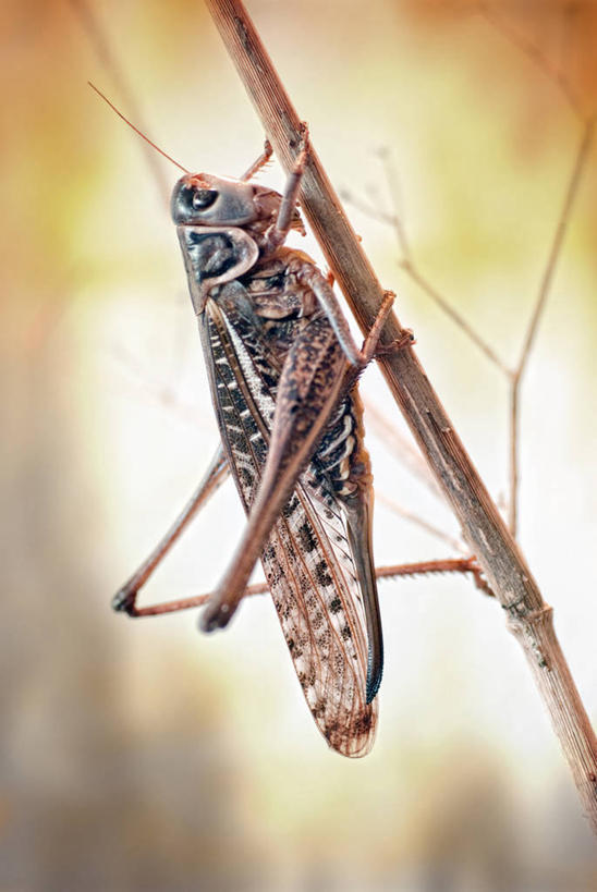 无人,坐,竖图,室外,特写,白天,侧面,野生动物,西班牙,昆虫,枝,摄影,塔拉戈纳省,彩图