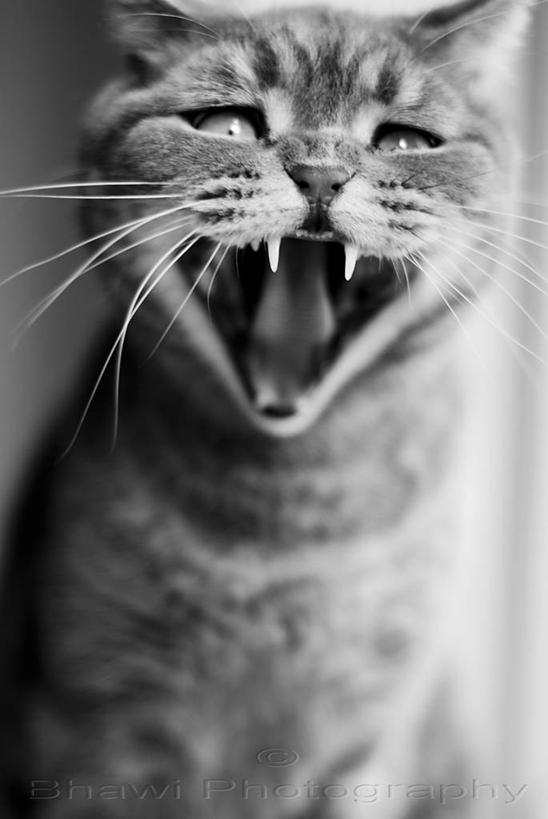 无人,竖图,黑白,室内,特写,懒惰,宠物,猫,英国,打哈欠,张嘴,家畜,摄影,张大嘴巴,斑纹猫,张开嘴