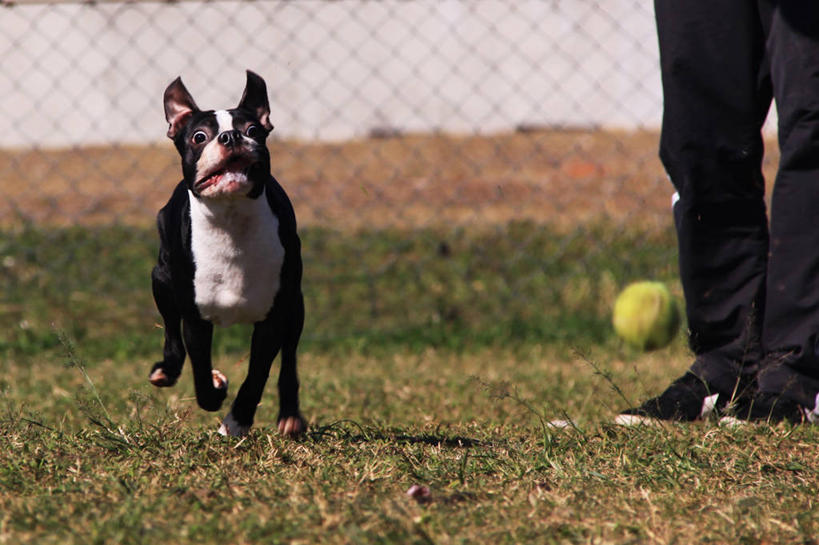 成年人,腿,一个人,站,跑,横图,室外,白天,运动,狗,巴西,仅一个男性,小的,篱笆,半空,球,草,家畜,人体,摄影,部分,圣保罗,四肢,圣保罗州,彩图,波士顿猎犬