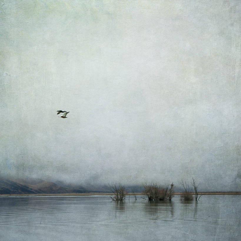 无人,方图,室外,白天,植物,雾,野生动物,新西兰,鸟类,冬天,飞,自然,动物,两只,寒冷,摄影,坎特伯雷,彩图