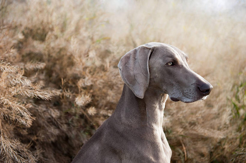无人,横图,室外,特写,白天,宠物,狗,加拿大,家畜,摄影,灌木,干的,德国魏犬,秋天,彩图