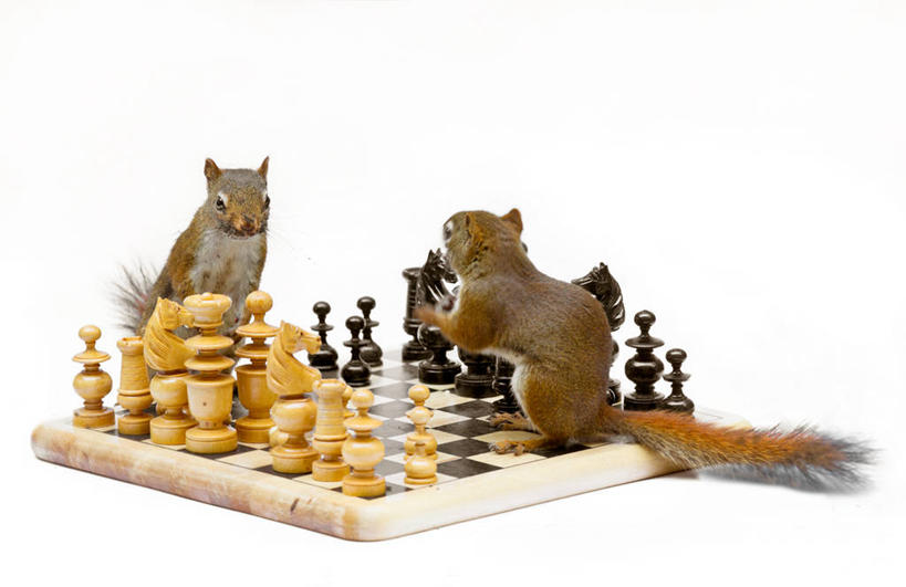无人,横图,白色背景,竞争,加拿大,动物,松鼠,两只,棋子,棋盘,国际象棋,摄影,幽默,新斯科舍,策略,技能,彩图,影棚拍摄