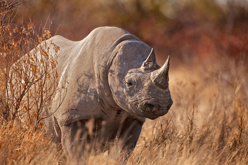 无人,站,横图,室外,白天,野生动物,纳米比亚,草,摄影,黑犀牛,犀牛,彩图