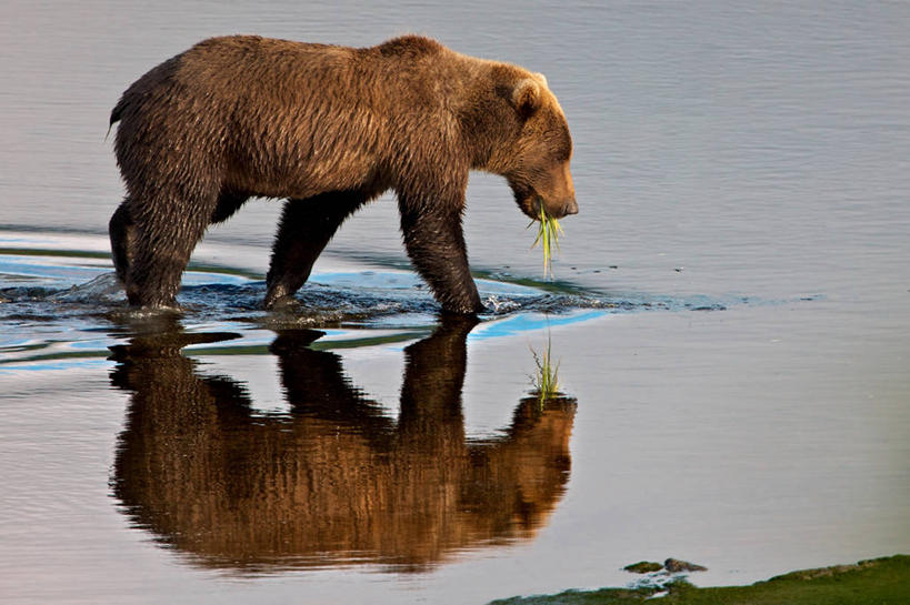 无人,吃,横图,室外,白天,侧面,水,野生动物,熊,美国,湿,反射,草,摄影,叼着,棕熊,步行,彩图