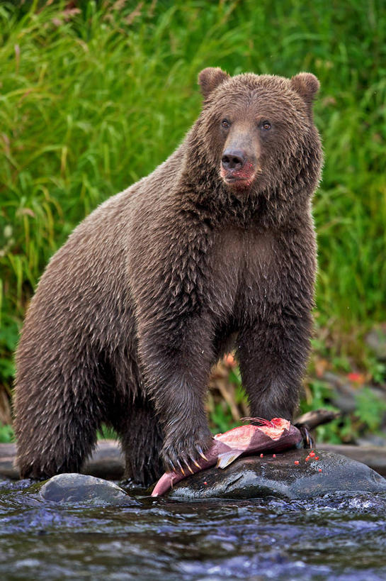 无人,站,吃,竖图,室外,白天,河流,野生动物,熊,美国,捕食,摄影,生存,海产,棕熊,彩图