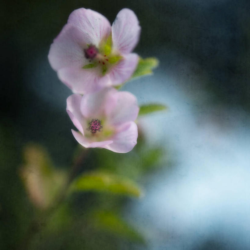 无人,方图,室外,特写,白天,法国,盛开,花蕾,花,花瓣,花朵,鲜花,自然,花苞,花蕊,摄影,生长,脆弱,普罗旺斯,清新,野玫瑰,彩图