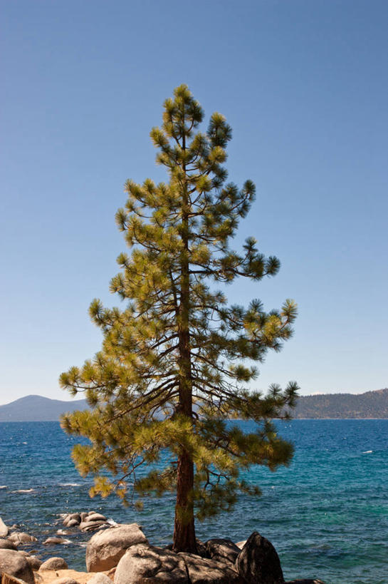 无人,竖图,室外,白天,寂寞,湖,山,美国,树,自然,摄影,宁静,内华达州,万里无云,南太浩湖,岩石,彩图