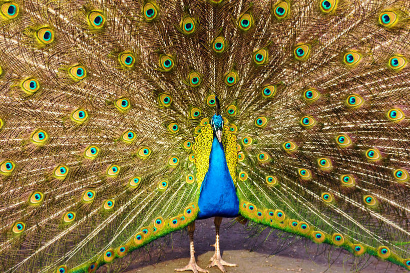 无人,横图,室外,特写,白天,骄傲,孔雀,野生动物,德国,鸟类,摄影,散开,彩图