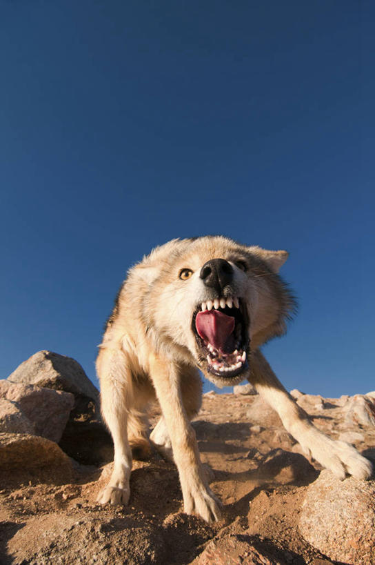 无人,站,竖图,室外,特写,白天,狼,野生动物,蒙古,生气,天空,动物,张嘴,摄影,张大嘴巴,巴彦乌列盖,岩石,张开嘴,彩图