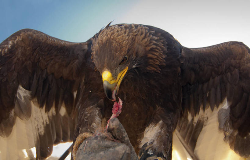 无人,吃,横图,室外,特写,白天,正面,野生动物,鹰,蒙古,鸟类,捕食,生食,天空,摄影,金雕,杀害,巴彦乌列盖,彩图