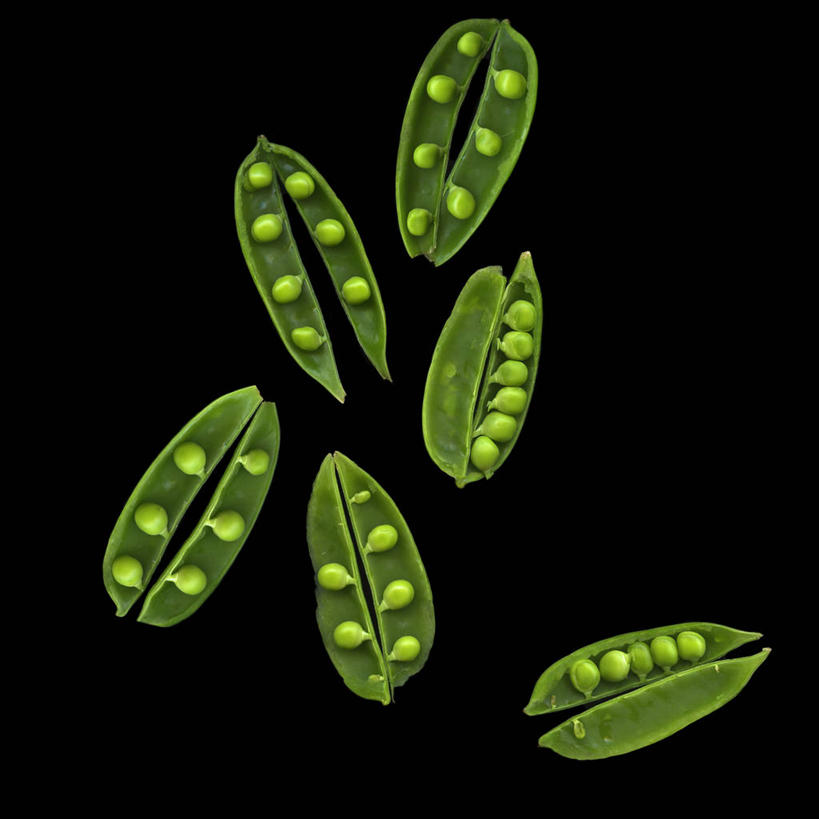 无人,方图,特写,植物,蔬菜,加拿大,黑色背景,豆类,豆子,豌豆,生食,食品,荷兰豆,摄影,清新,雪豆,豆科,健康食物,寒豆,毕豆,麻累,国豆,小寒豆,麦豌豆,温哥华,大不列颠哥伦比亚,彩图,影棚拍摄