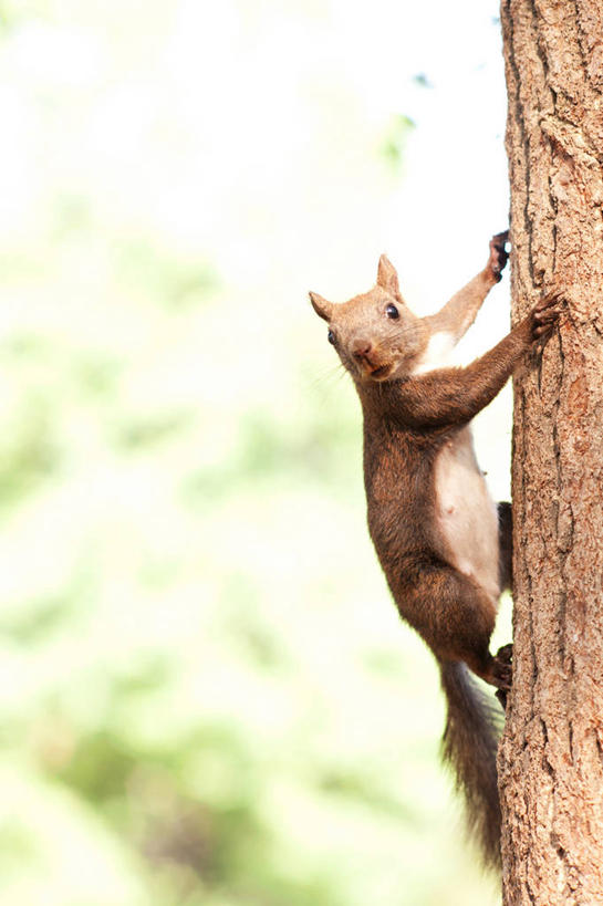 无人,攀登,竖图,室外,白天,松树,野生动物,韩国,树干,松鼠,摄影,肖像,彩图