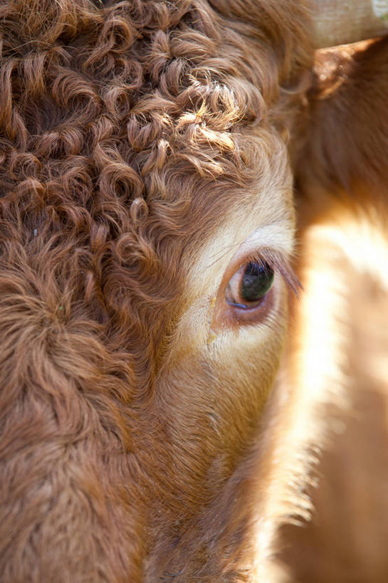 无人,竖图,室外,特写,白天,英国,褐色,家畜,摄影,牲畜,部分,柴郡,彩图,家牛,感知