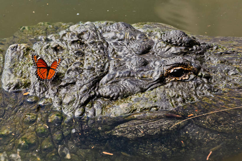 无人,横图,室外,白天,水,鳄鱼,野生动物,蝴蝶,美国,爬行动物,动物,两只,摄影,黑脉金斑蝶,北美,北美洲,国家公园,美洲,凶猛,短吻鳄,佛罗里达,奥兰多,佛罗里达州,佛州,阳光州,北亚美利加洲,亚美利加洲,密河鳄,残暴,危险,凶残,彩图,美利坚合众国