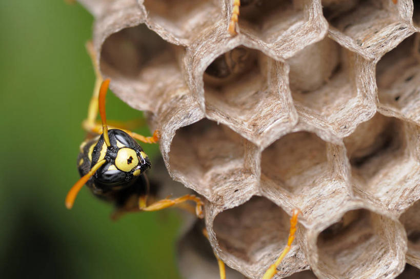 无人,横图,室外,特写,白天,野生动物,西班牙,昆虫,蜘蛛,动物,两只,摄影,保护,幼虫,塔拉戈纳省,彩图,纸巢黄蜂