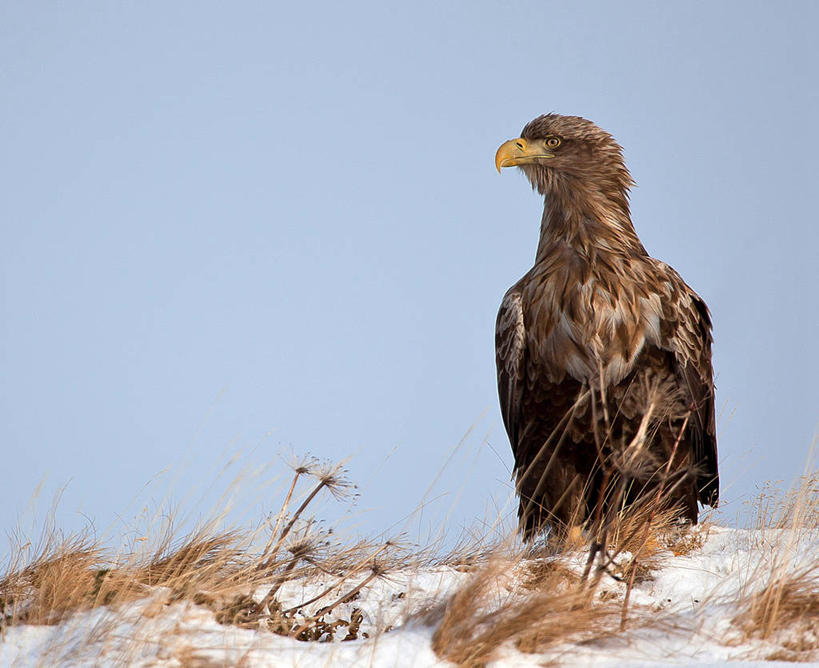 无人,横图,室外,特写,白天,留白,雪,野生动物,鹰,挪威,鸟类,草,摄影,喙,万里无云,白尾鹰,彩图