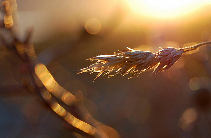 无人,横图,室外,特写,日落,日光,挪威,稻草,草,自然,摄影,彩图