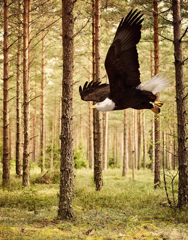 无人,竖图,室外,特写,白天,森林,野生动物,鹰,美国,鸟类,半空,飞,草,树,树干,自然,摄影,白头鹰,宾夕法尼亚,彩图